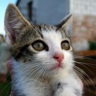 Kitty