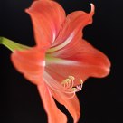 Flower shot