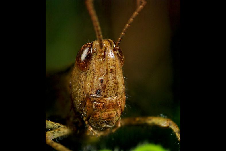Grasshopper