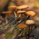 Mushrooms