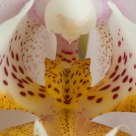 Phalaenopsis