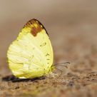 Yellow butterfly