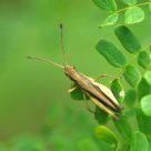 A grasshopper