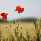Coquelicots