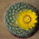Little sun