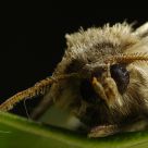 a moth