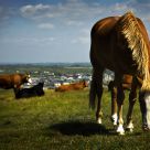 Pastoral