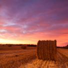 Prairie Harvest Sunrise