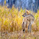 Coyote