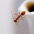 Tea for termites