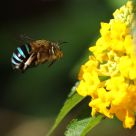 Bee blue