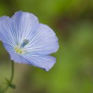 Beautiful blue - Belle bleue