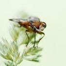 Fly