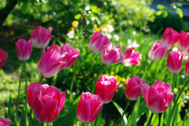 Spring in Moscow