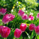 Spring in Moscow
