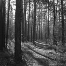 Forest, Krasnoyarsk Rocks