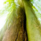 Weathered Tree Trunk