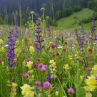 Swiss Alp flowers