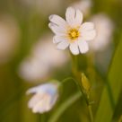 wild blossoms