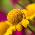 Yellow, Pink and Green