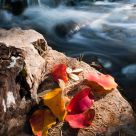 Signs of Fall