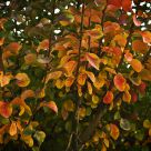 Autumn Splendour