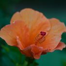 salmon colored hibiscus