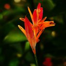 heliconia