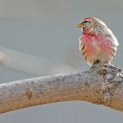 Late Spring Common Redpoll
