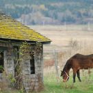 Life on a small farm.