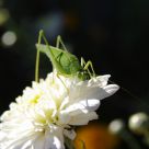 Hungry grasshopper