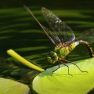 Big Green Dragonfly Laying Eggs