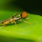 Not your ordinary fly