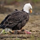 Bald Eagle with Woodchuck Prey