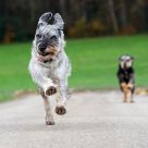 my lucky dogs