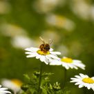 Bee with pollen
