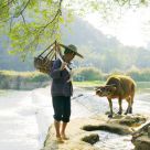 Farmer and his livestock
