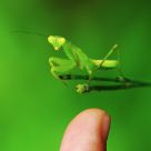 Tiny Mantis & My Son