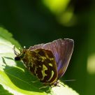 Butterfly's overlooking