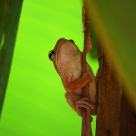 Tree frog climbing on a banana tree