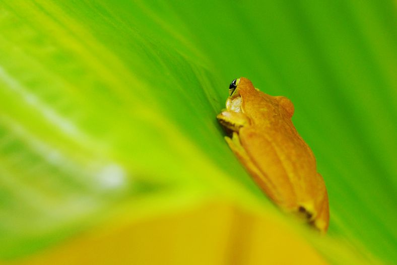 Tree frog rest on a banana tree leaf