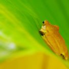 Tree frog rest on a banana tree leaf
