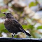 thrush