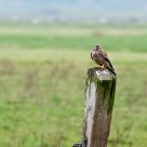 TOP - torenvlak/kestrel on pole