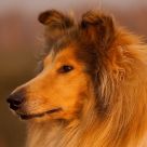 The Collie III
