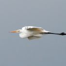 flying great white heron