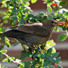 blackbird eating