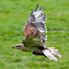 flying buzzard