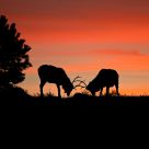Sunrise Duel
