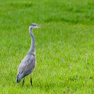 great blue heron